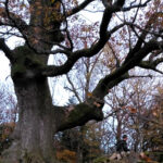 Die Seele von Orten und das Verstehen von Landschaften