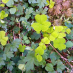 Wasser, Wald und Elfentanz