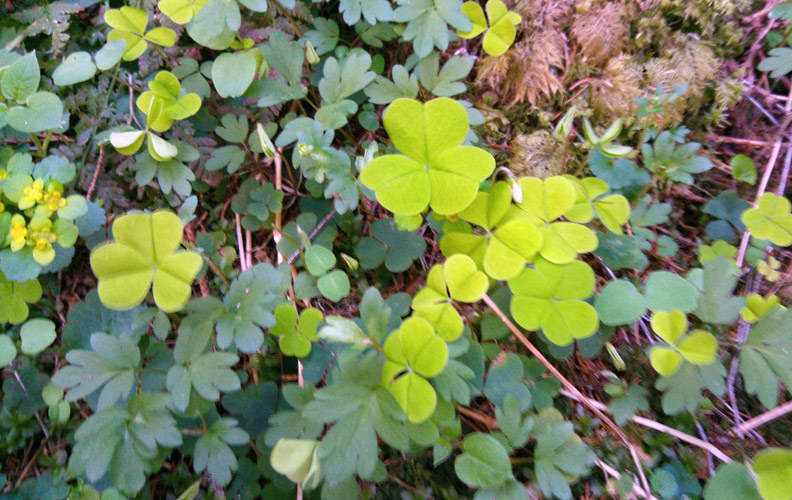 Wasser, Wald und Elfentanz