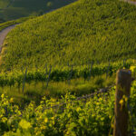 Rund um die Yburg – Wandern und Singen